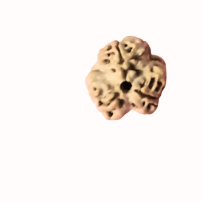 Three Face Rudraksha bead in Kerala