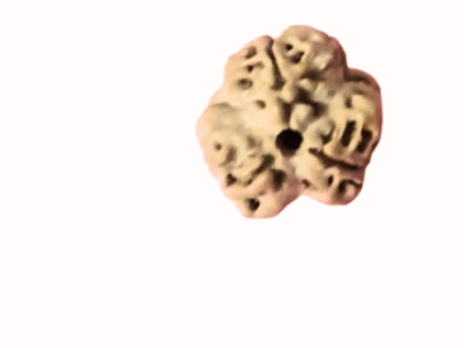 Three Face Rudraksha bead in Kerala