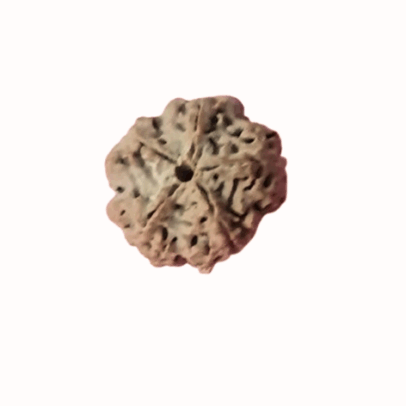 Five Face Rudraksha bead in India