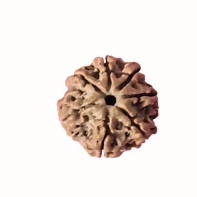 Seven Face Rudraksha bead for spiritual meditation