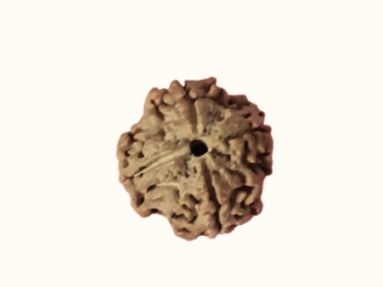 Four Face Rudraksha bead in Kerala