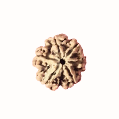 Six Face Rudraksha bead in Kochi